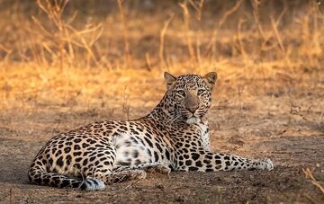 راز شکلگیری خالهای پلنگ فاش شد