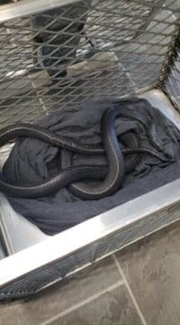 سرگردان بودن شاه‌مار در خیابان‌های شهر/ عکس