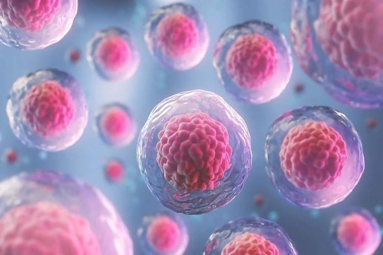 شکار سلولهای خوابیده؛ دستاورد تازهای در پیشگیری از عود سرطان پستان