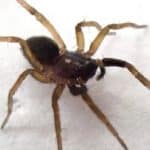 «عنکبوت گرگ پنجه‌سفید» بازگشت / بازمانده‌ای از نیم قرن پیش!