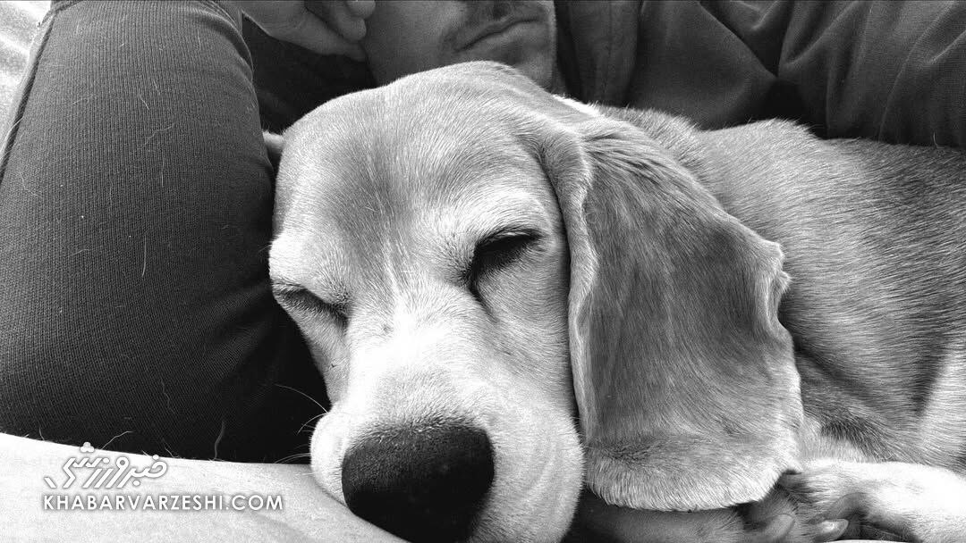 هِیلو، سگ آرون رمزی