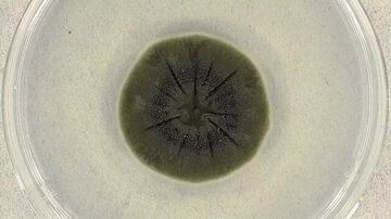 قارچی مرموز در چرنوبیل که از «اشعه مرگبار» تغذیه می‌کند