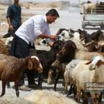 قیمت جدید دام‌زنده اعلام شد/ قیمت گوسفند و گوساله چه تغییری کرد؟