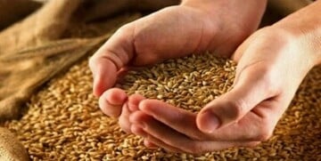 قیمت جدید گندم مشخص شد؛ این رقم واقعی است؟