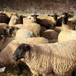 قیمت دام زنده امروز ۲۹ مهر ۱۴۰۴ / گوسفند زنده باز هم گران شد+ جدول