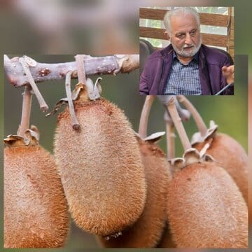 محور اقدامات شرکت تعاونی اطلاع رسانی درباره کاشت، داشت و برداشت و بازار کیوی برای باغداران است