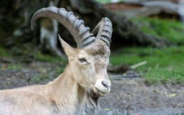 محکومیت ۲۵ میلیون تومانی برای شکارچی غیر مجاز بزکوهی در پلدختر