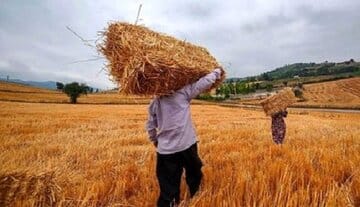 مطالبات گندمکاران استان مازندران به طور کامل پرداخت شد