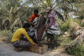 نظارت بر بازار محصولات کشاورزی هرمزگان افزایش مییابد