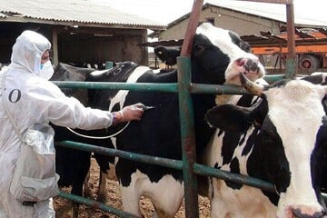 هجوم تب برفکی به دامداریها/ چه تعداد دام تلف شد؟/ شیوع بیماری تحت کنترل است؟