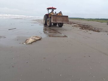 هشدار؛ به لاشه فوکهای خزری دست نزنید