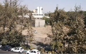 واکنش مدیر موزه فرش به خبر قطع درختان در این موزه: فقط سه چنار خشکشده را حذف کردیم