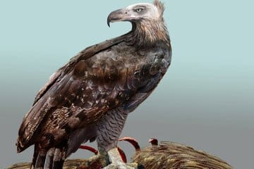 وحشتناک‌ترین عقاب تاریخ که انسان را هم شکار می‌کرد