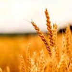 پرداخت کامل مطالبات گندمکاران خراسان شمالی