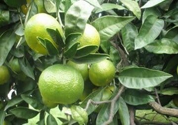 پیش بینی تولید بیش از ۳۶ هزار تن نارنگی در بابل