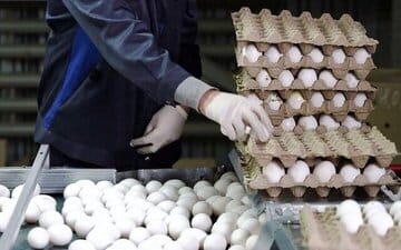چرا عراق واردات مرغ و تخم‌مرغ ایرانی را ممنوع کرد؟