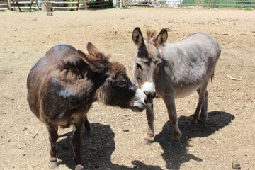 کشتن سالانه شش میلیون الاغ در آفریقا برای ساخت اکسیر جوانی در چین