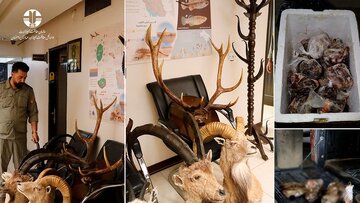 کشف تاکسیدرمیهای غیرمجاز در اصفهان/ شکارچیان سابقهدار دستگیر شدند