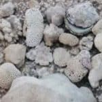کشف و ضبط ۲۲ کیلو مرجان در شهرستان قشم