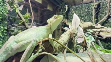 یک اتفاق نادر؛ تولد هشت مارمولک ایگوانا بدون وجود ایگوانای نر/ عکس