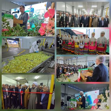 افتتاح واحد تولیدی کیوی به پاستیل در رودسر