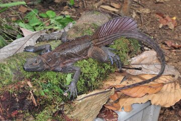 اژدهایان بادبانی؛ خزندگان افسانهای که روی آب میدوند