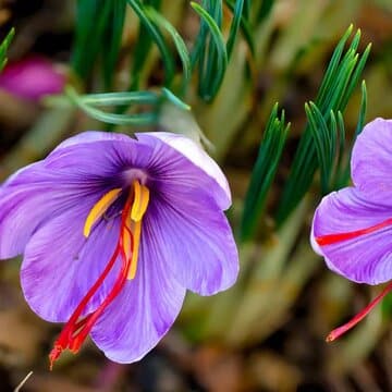 ببینید/«امید تا اشتغال آفرینی»؛ جشنواره ملی زعفران روستای «ازان»