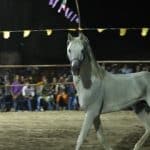 برگزاری دومین جشنواره زیبایی اسب در رودان