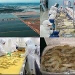 بیش از هشت هزار تن میگوی پرورشی در هرمزگان برداشت شد