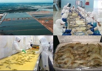 بیش از هشت هزار تن میگوی پرورشی در هرمزگان برداشت شد