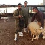 بیش از ۲۳۹ هزار راس دام در سقز علیه تب برفکی واکسینه شدند