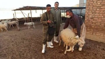 بیش از ۲۳۹ هزار راس دام در سقز علیه تب برفکی واکسینه شدند