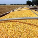 تامین۵۰ هزار تن نهاده دامی در هرمزگان