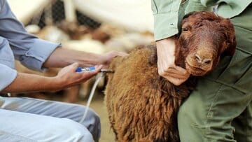 «تب برفکی» به انسان منتقل میشود؟