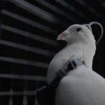 تبدیل کبوتر به پهپاد نظارتی / جاسوس‌های پرنده روسیه