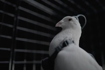 تبدیل کبوتر به پهپاد نظارتی / جاسوسهای پرنده روسیه