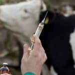 تمامی دامهای عشایر پیش از کوچ، علیه بیماری تب برفکی واکسینه شدهاند