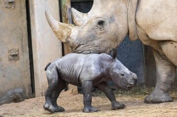 تولد بچهکرگدن سفید در یک باغوحش/ عکس