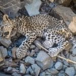 توله‌پلنگ ایرانی نجات‌یافته در بشاگرد جان باخت