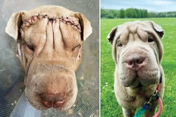 جراحی زیبایی حیوانات خانگی به ایران رسید/ عکس