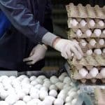 جهش بیسابقه قیمت تخممرغ / ۱۴۴ درصد گران شد