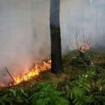 حریق در عرصه‌های جنگلی چالوس