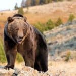 حمله خرس به یک کوهنورد؛ اورژانس هوایی اعزام شد/ عکس