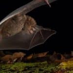 خفاش‌ کوچکی که بهتر از خرس و شیر شکار می‌کند