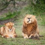 خندهدارترین لحظات در دنیای حیوانات/ برندگان جایزه کمدی حیاتوحش ۲۰۲۵/ عکس