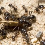 در ازای هر انسان چند مورچه روی زمین زندگی می‌کند؟ / همه‌جا هستند جز این چند نقطه!