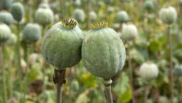 رد شایعه مجاز شدن کشت خشخاش در بشاگرد