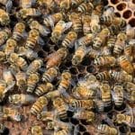 زنبورها خواندن «کد مورس» را یاد می‌گیرند / یک کشف عجیب درباره توانایی حشره مفید