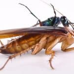 سوسک‌ها، عامل پنهان آلودگی هوا / قاتل نامرئی کیفیت هوای خانه