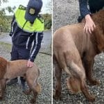 سگی که تبدیل به شیر شد؛ روایت یک ویدئوی وایرال/ عکس